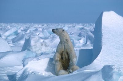 First Case Of Polar Bear Death Due To Bird Flu Confirmed In Alaska