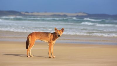 Child bitten by dingo after mother stops to take photo