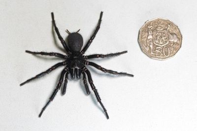 Lethal Sydney funnel-web spider 'Hercules' sets record for largest specimen collected in Australia