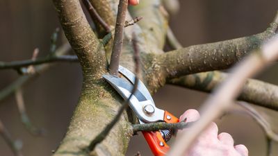 8 trees to prune in January – plus advice from an experienced gardener on how to trim