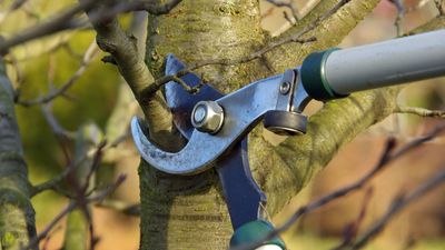 7 trees to prune in January – and how much you may need to trim