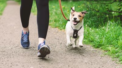 Trainer reveals one easy fix to stop your dog pulling on the leash (and it only takes five minutes)