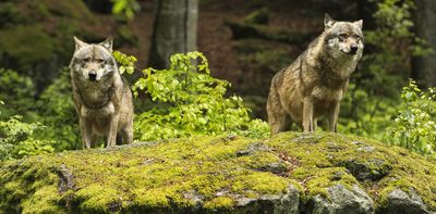 Wolves return to Europe: what to do about them is a people problem – podcast