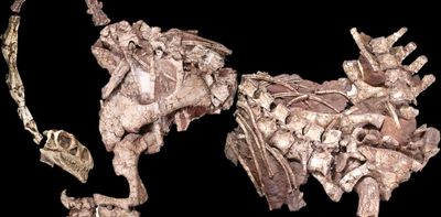 Africans discovered dinosaur fossils long before the term 'palaeontology' existed