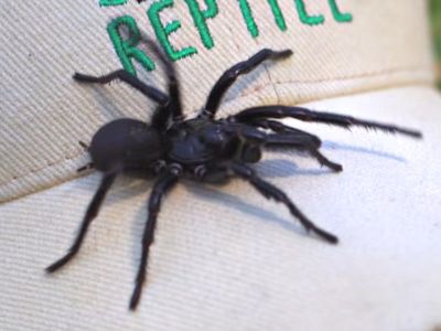Monstrous funnel-web spider ‘Herculese’ breaks record in Australia