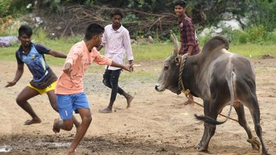 Madurai jallikattu dates announced; will be held at traditional villages in 2024 too