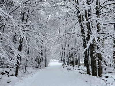 Nor'easter brings long-awaited snowfall, East Coast celebrates winter wonderland