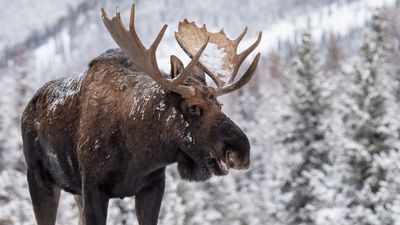 Woman fails to spot moose stalking her along footpath – it doesn't end well