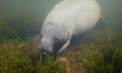 Seagrass resurgence offers ray of hope for Florida’s hard-hit manatees