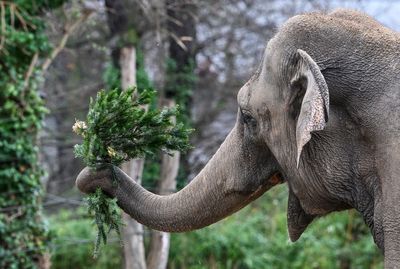 Unsold Christmas trees are on the menu for elephants and bison at the Berlin Zoo