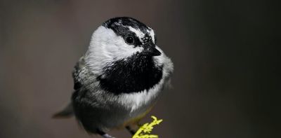 The chickadee in the snowbank: A 'canary in the coal mine' for climate change in the Sierra Nevada mountains