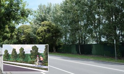 ‘Bureaucracy going mad’: the 250 ‘magnificent’ 10 metre-high trees being felled for a Melbourne bike path