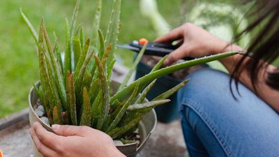 How to prune aloe vera – pro tips for these popular succulents