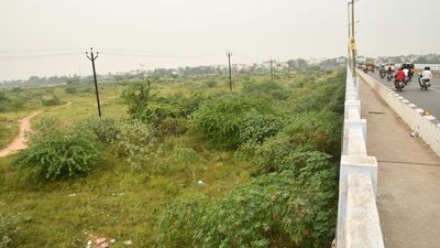 Invasive plant threatens to dry Palar river bed in Vellore, nearby districts
