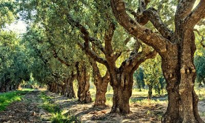 Hotter, drier air in Europe ‘causing poor crops and greater wildfire risk’