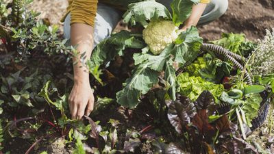 8 vegetables to plant in January – you can unlock the potential of earlier harvests by sowing seeds this month