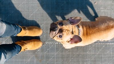 This one simple trick will improve your dog’s attention outside, according to an expert