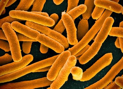 Scientists Discover New Drug That Can Kill Drug-Resistant Bacteria