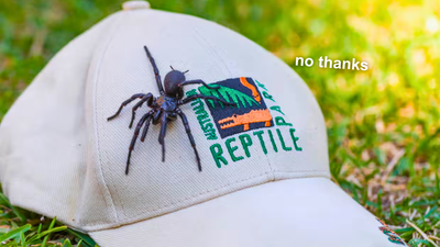 Funnel-Web Spider Donated To Australian Reptile Park Breaks Size Record & Time To Move To Fiji