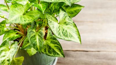 How to propagate an arrowhead plant – a step-by-step guide