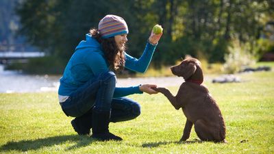 Trainer shares seven important behavior skills to train if you want a calm and well mannered dog