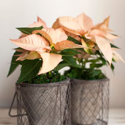 What to do with a poinsettia plant after Christmas — 4 simple steps to help you see your plant through to next winter