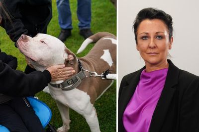 Minister 'concerned' amid reports of XL Bully dogs being rehomed in Scotland
