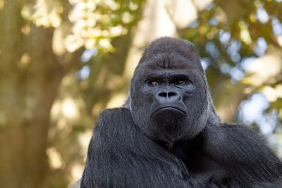 What gorilla faces reveal about humans