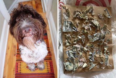 Cecil, A Goldendoodle From Pennsylvania, Devours $4,000 In Cash From His Owners’ Counter