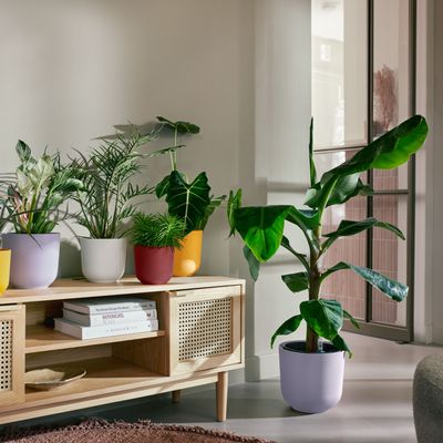 This year's hottest houseplant trend is proof that size *does* matter