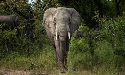 African elephant populations stabilise in southern heartlands