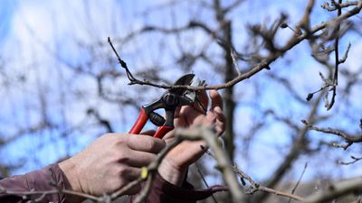 Pruning fruit trees in winter – 5 top trimming tips for healthy and productive trees