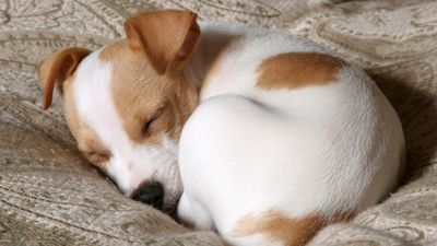 4 reasons why your dog sleeps in ‘bagel’ position, according to a trainer