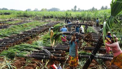Tamil Nadu begins procurement of sugarcane from Melur farmers in Madurai district