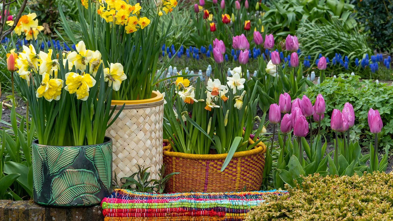Can you plant bulbs in January? Experts reveal whether…