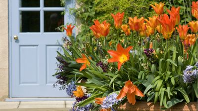Can you plant bulbs in January? Gardening experts reveal when is too late to plant this springtime staple