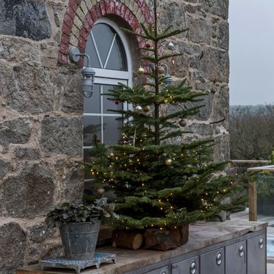 The best way to recycle your real Christmas tree at home – your garden will thank you for it