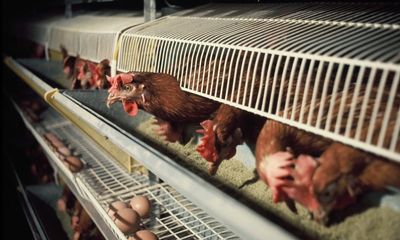 ‘They live absolutely horrible lives’: RSPCA vows to reform treatment of chickens in UK
