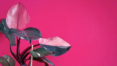 Pink houseplants – 5 varieties guaranteed to boost your mood this month