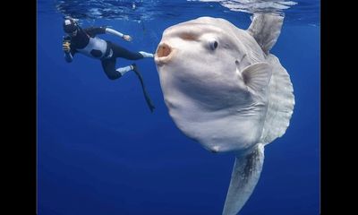 California photographer swims with giant, alien-like sea creature