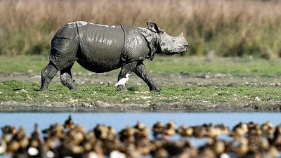 Rhinos return to Assam wildlife sanctuary after 40 years