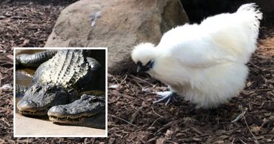 Oakvale owner speaks out after man charged for throwing hen to alligator