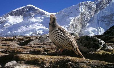 Research shows logging, climate change threaten montane birds