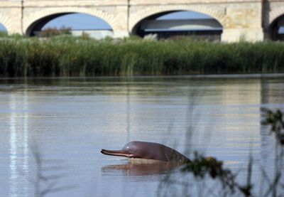 An endangered river dolphin finds an unlikely savior: fisherfolk