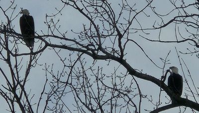 Chicago outdoors: Photo op with suburban bald eagles and Midewin Osage orange