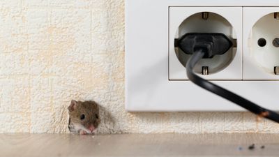 7 places mice like to hide and what to look out for
