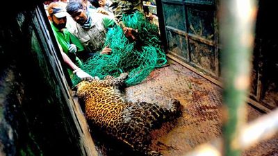 Leopard that killed two, injured three others, captured