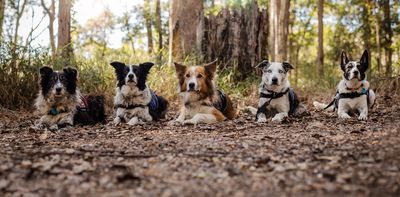 Dogs are incredible – if unlikely – allies in conservation