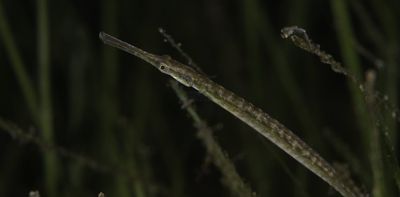 Male pregnancy and weird courtship wiggles: how NZ’s wide-bodied pipefish confounds expectations