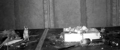 Mouse secretly filmed tidying man’s shed every night